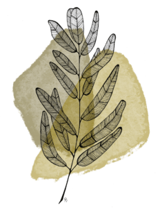 No. 6 Aquarelle et crayon