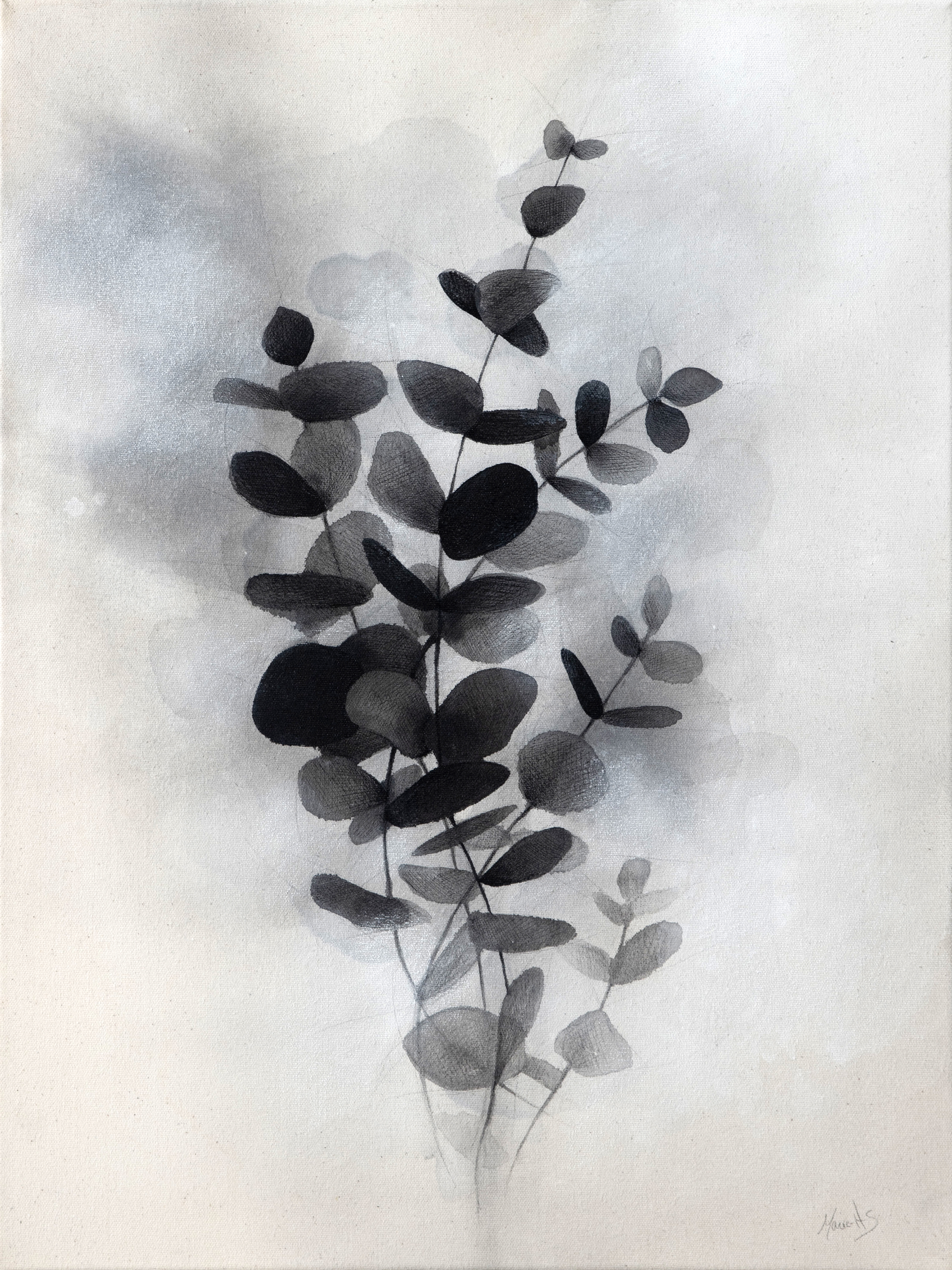 Eucalyptus