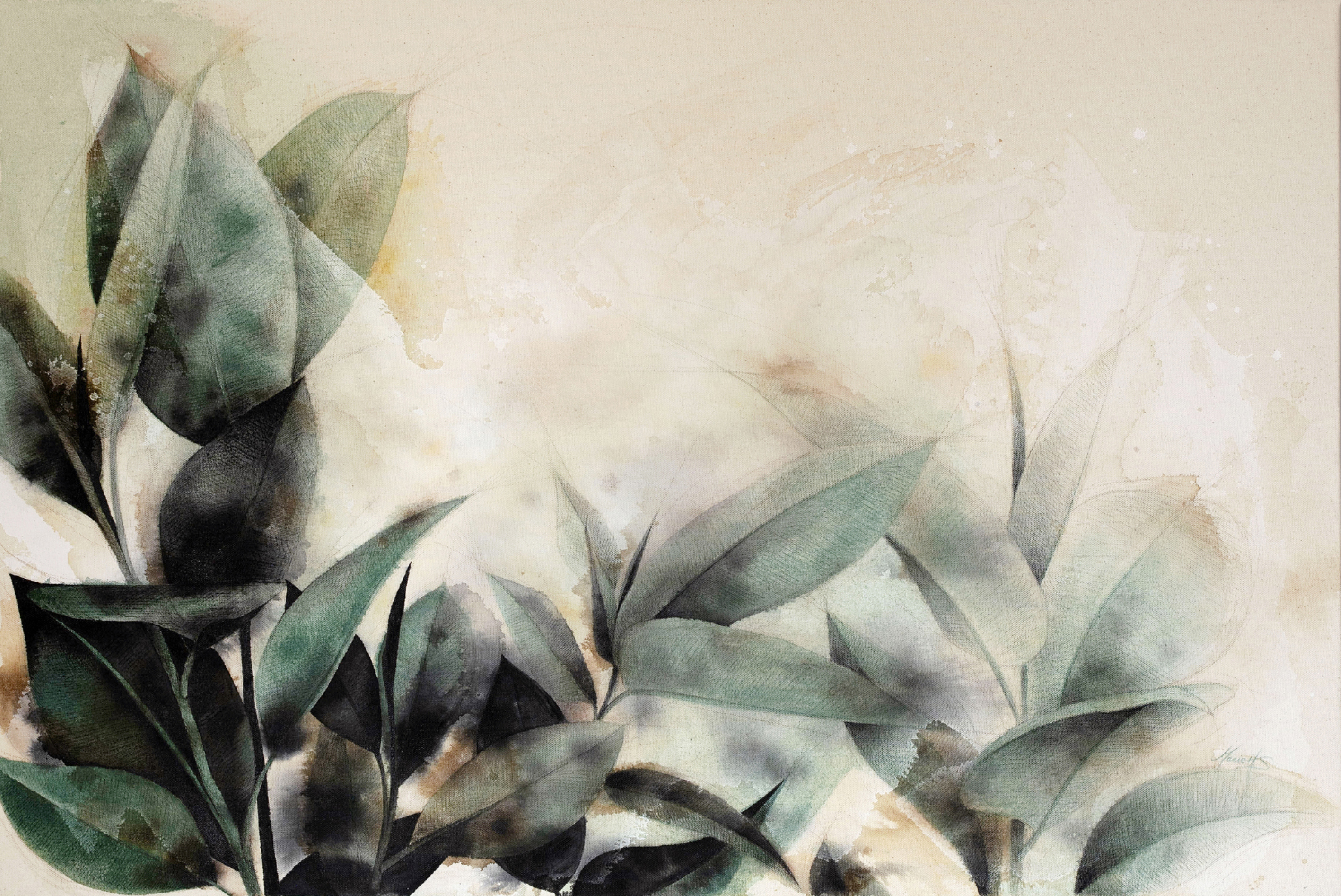 Ficus Élastica